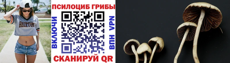 Псилоцибиновые грибы Cubensis Райчихинск